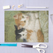 ロンナーナイフでクッションに座る子猫たち|過去記事 薄葉紙 (クラフト)