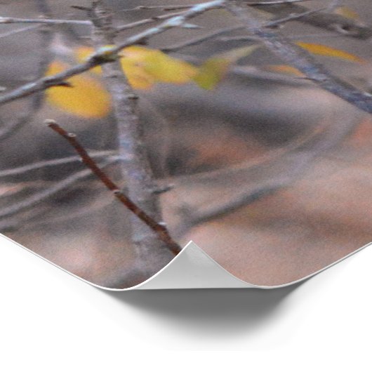 ロンリーレッド(鳥)ショウジョウコウカンチョウイン秋秋ツリーアート ポスター (角)