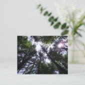 ローアン山の木に太陽 ポストカード (スタンド正面)