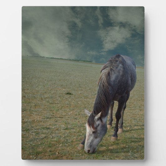 ローアン馬がパドックで放牧し フォトプラーク (正面)