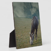 ローアン馬がパドックで放牧し フォトプラーク (側面)