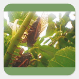 ローカストカントリースクエア光沢ステッカー スクエアシール