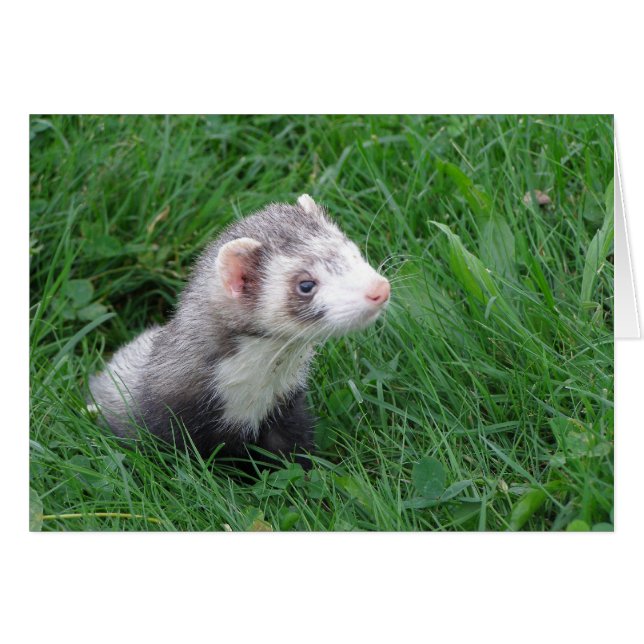 ローガン (正面横)