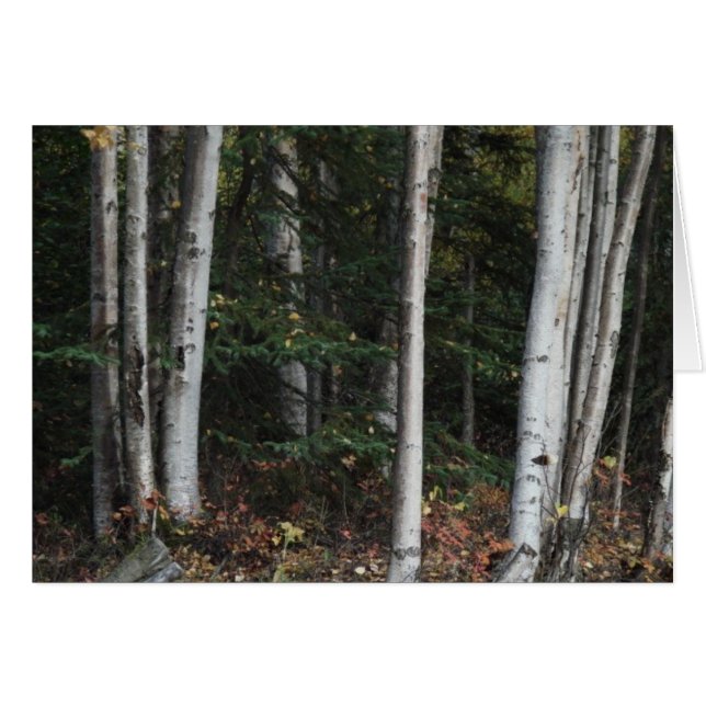 ローガンGuinn著木のための森林 (正面横)