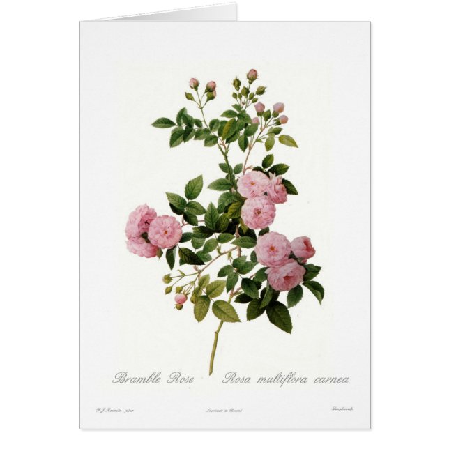 ローザのmultifloraのcarnea (キイチゴは上がりました) (正面)