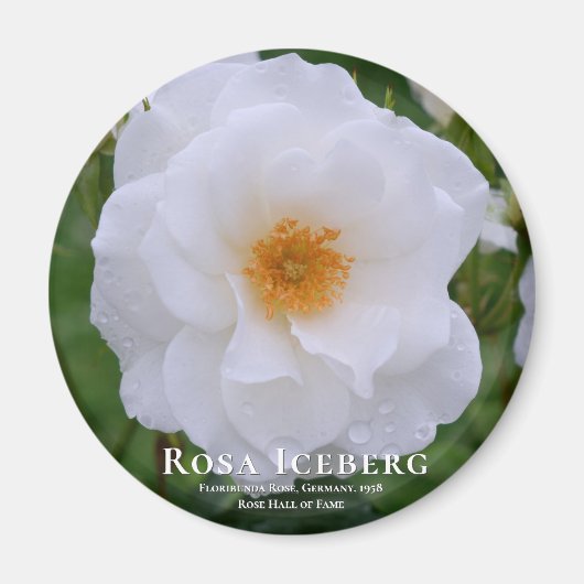 ローザアイスバーグ マグネット (正面)