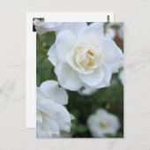 ローザアイスバーグ[葉書] ポストカード (正面/裏面)