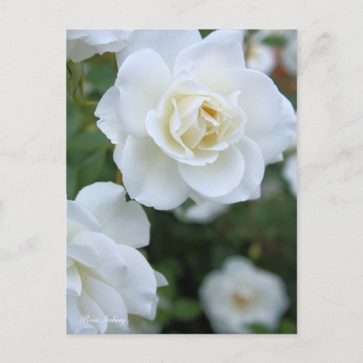 ローザアイスバーグ[葉書] ポストカード (正面)