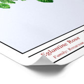 ローザエグラントリアブルーポスター ポスター (角)