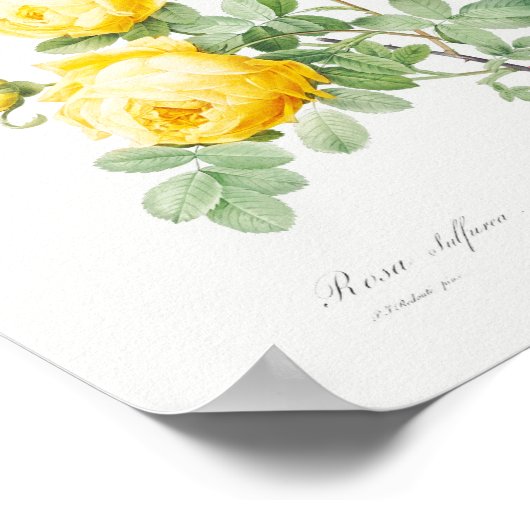 ローザエフセフェリカヴィンテージフローライエローローズ ポスター (角)