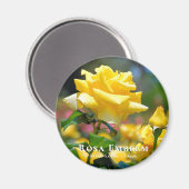 ローザエンブレム マグネット (正面/裏面)