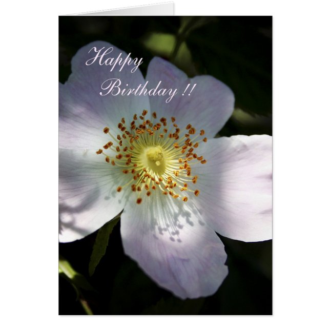 ローザカニナ – ドッグバラ (正面)