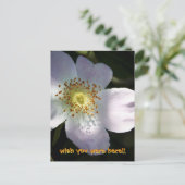 ローザカニナ – ドッグバラ ポストカード (スタンド正面)