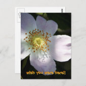 ローザカニナ – ドッグバラ ポストカード (正面/裏面)