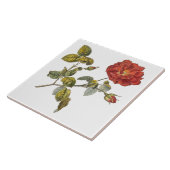 ローザガリカビューティフルレッドアンティークヴィンテージバラ タイル (側面)