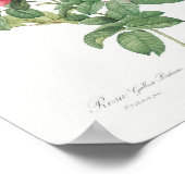 ローザガリカポンティアナヴィンテージフローラピンクローズ ポスター (角)