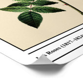 ローザコリーナファスティガタベージュ ポスター (角)