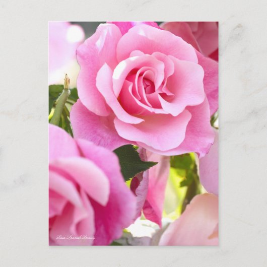 ローザスペインの美しい[葉書] ポストカード (正面)