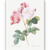 ローザダマセナ シール (正面)