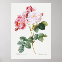 ローザダマセナ