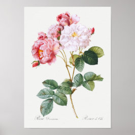 ローザダマセナ ポスター