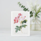 ローザダマセナ ポストカード (スタンド正面)