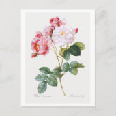 ローザダマセナ ポストカード (正面)