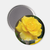 ローザフリーシア マグネット (正面/裏面)