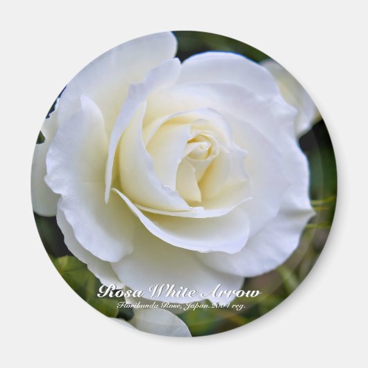 ローザホワイトアローマグネット マグネット (正面)