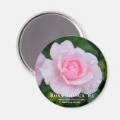 ローザボニカ'82 マグネット (正面/裏面)