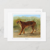 ローザボネール#52 -ファインアート ポストカード (正面/裏面)