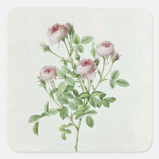 ローザポンポニア、「レバラ」から スクエアシール (正面)