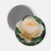 ローザラプティテポワール マグネット (正面/裏面)