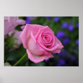 ローザローズ ポスター (正面)