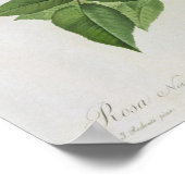 ローザワティティアナ出身のバラ ポスター (角)