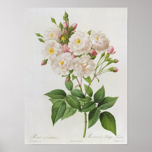 ローザワティティアナ出身のバラ ポスター (正面)