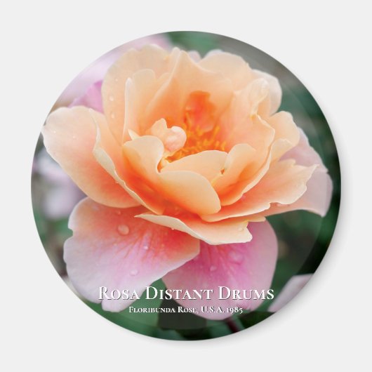 ローザ遠いドラム マグネット (正面)