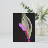 ローザ・シェーンファイ ポストカード (スタンド正面)