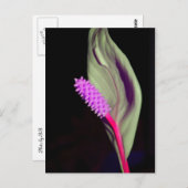 ローザ・シェーンファイ ポストカード (正面/裏面)