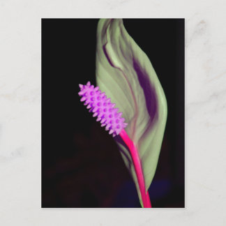 ローザ・シェーンファイ ポストカード