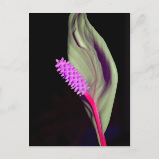 ローザ・シェーンファイ ポストカード (正面)