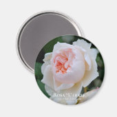 ローザ"L'ハイバー" マグネット (正面/裏面)