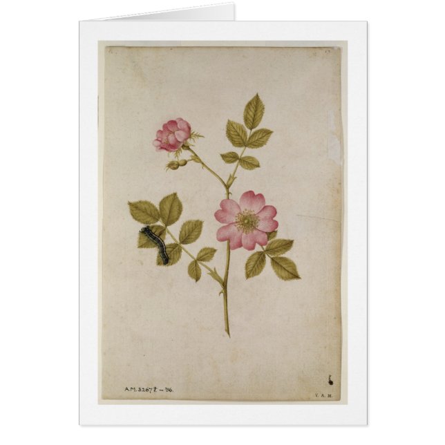 ローザCanina - Dogroseおよび幼虫(鉛筆及びとの (正面)