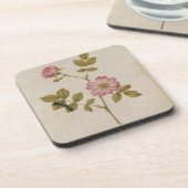 ローザCanina - Dogroseおよび幼虫(鉛筆及びとの コースター (左側)