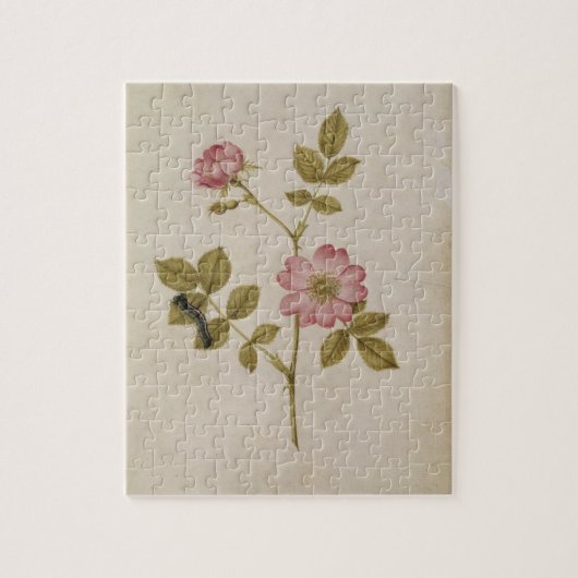 ローザCanina - Dogroseおよび幼虫(鉛筆及びとの ジグソーパズル (縦)