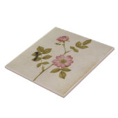 ローザCanina - Dogroseおよび幼虫(鉛筆及びとの タイル (側面)