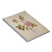 ローザCanina - Dogroseおよび幼虫(鉛筆及びとの ノートブック (右側)