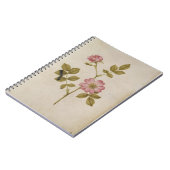 ローザCanina - Dogroseおよび幼虫(鉛筆及びとの ノートブック (左側)