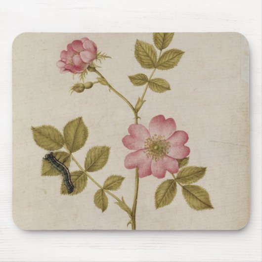 ローザCanina - Dogroseおよび幼虫(鉛筆及びとの マウスパッド (正面)
