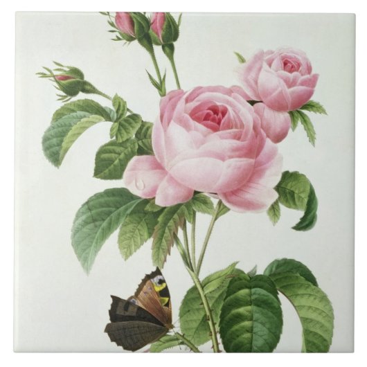 ローザCentifolia タイル (正面)